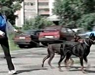 Городские соревнования по кинологическому спорту, 2001 год